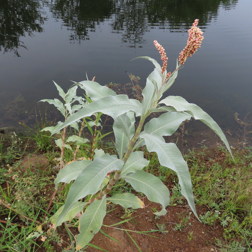 Persicaria senegalensis (Silver snake root) — photo