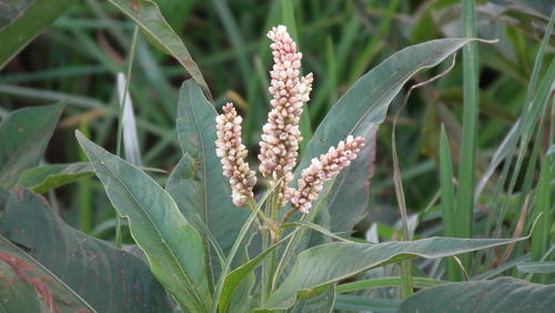 Persicaria senegalensis