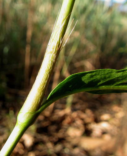 Persicaria serrulata (Slender Knotweed) — photo