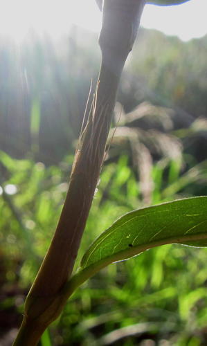 Persicaria serrulata (Slender Knotweed) — photo
