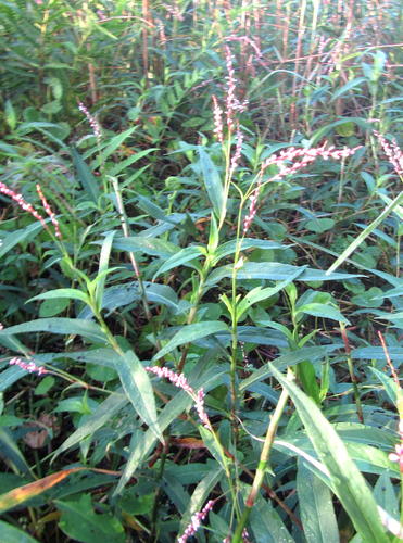 Persicaria serrulata