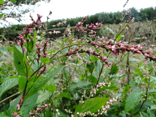 Persicaria tinctoria (Chinese indigo) — photo