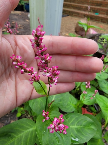 Persicaria tinctoria (Chinese indigo) — photo