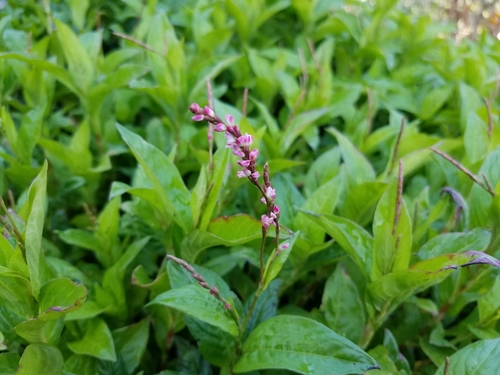 Persicaria tinctoria