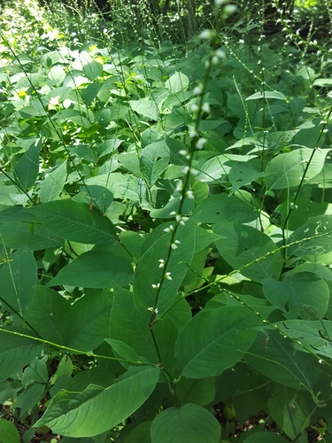Persicaria virginiana (Jumpseed) — photo