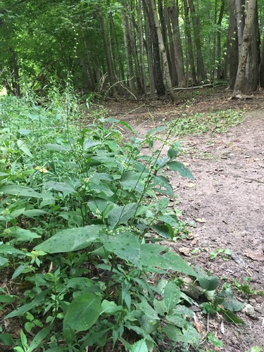 Persicaria virginiana (Jumpseed) — photo