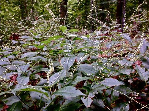Persicaria virginiana