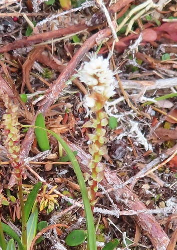 Persicaria vivipara (Alpine bistort) — photo