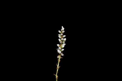 Persicaria vivipara (Alpine bistort) — photo