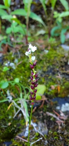 Persicaria vivipara
