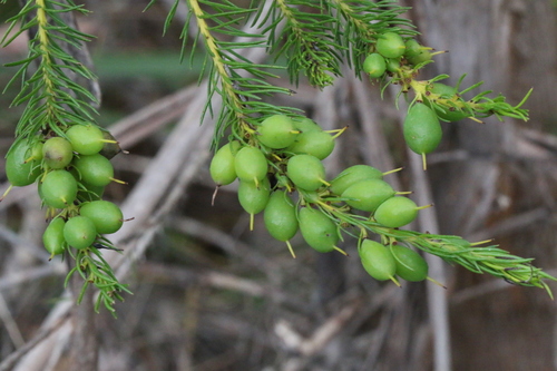 Persoonia acerosa — photo