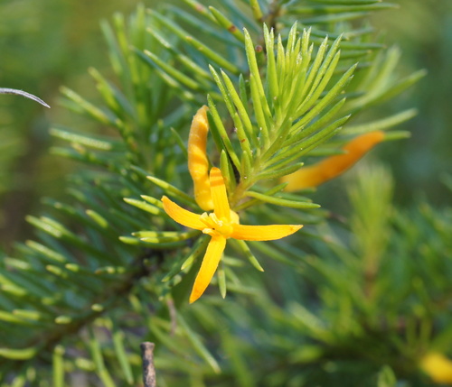 Persoonia acerosa — photo
