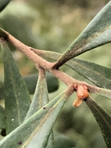 Persoonia arborea — photo