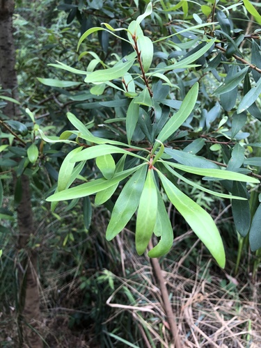 Persoonia arborea — photo