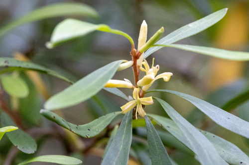 Persoonia arborea