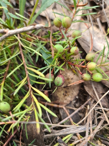 Persoonia chamaepeuce (Dwarf geebung) — photo