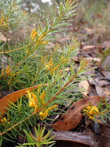 Persoonia chamaepeuce (Dwarf geebung) — photo