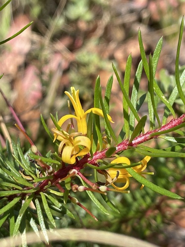Persoonia chamaepeuce