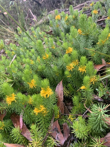Persoonia chamaepitys (Mountain Geebung) — photo