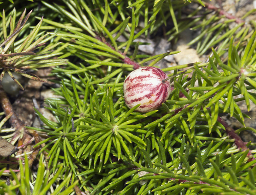 Persoonia chamaepitys (Mountain Geebung) — photo