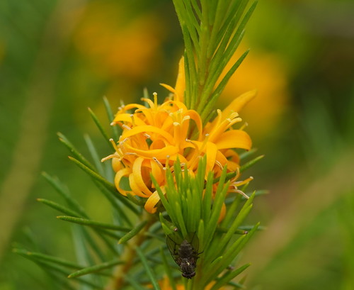 Persoonia chamaepitys