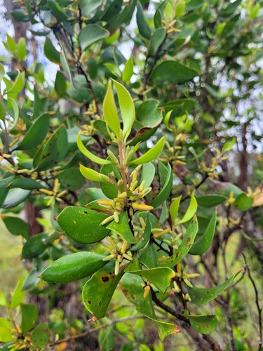 Persoonia cornifolia (Broad-leafed Geebung) — photo