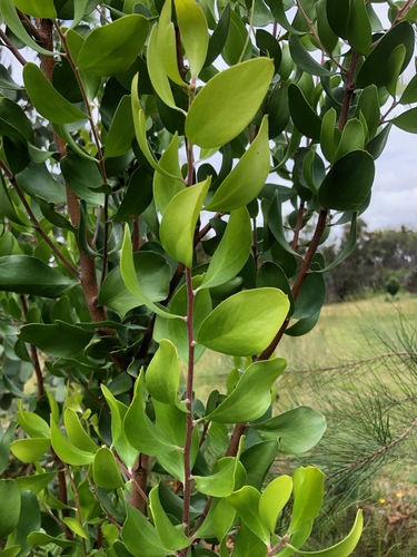 Persoonia cornifolia (Broad-leafed Geebung) — photo