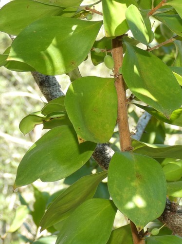 Persoonia cornifolia
