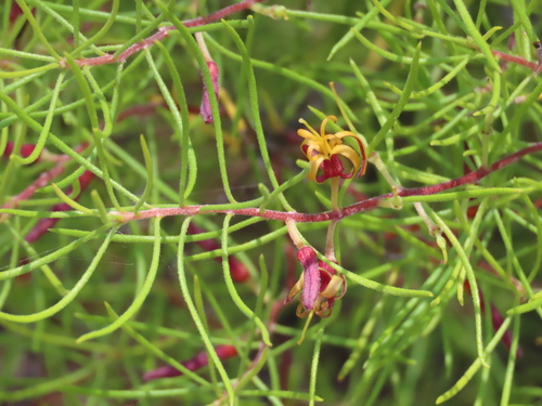 Persoonia curvifolia (Gee Bung) — photo