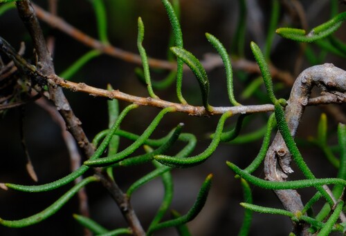 Persoonia curvifolia (Gee Bung) — photo