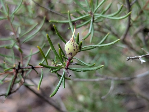 Persoonia curvifolia