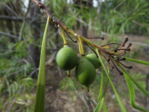 Persoonia falcata (Geebung) — photo
