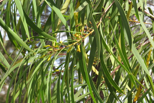 Persoonia falcata (Geebung) — photo