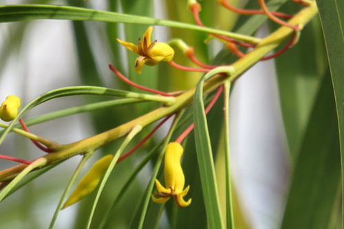 Persoonia falcata