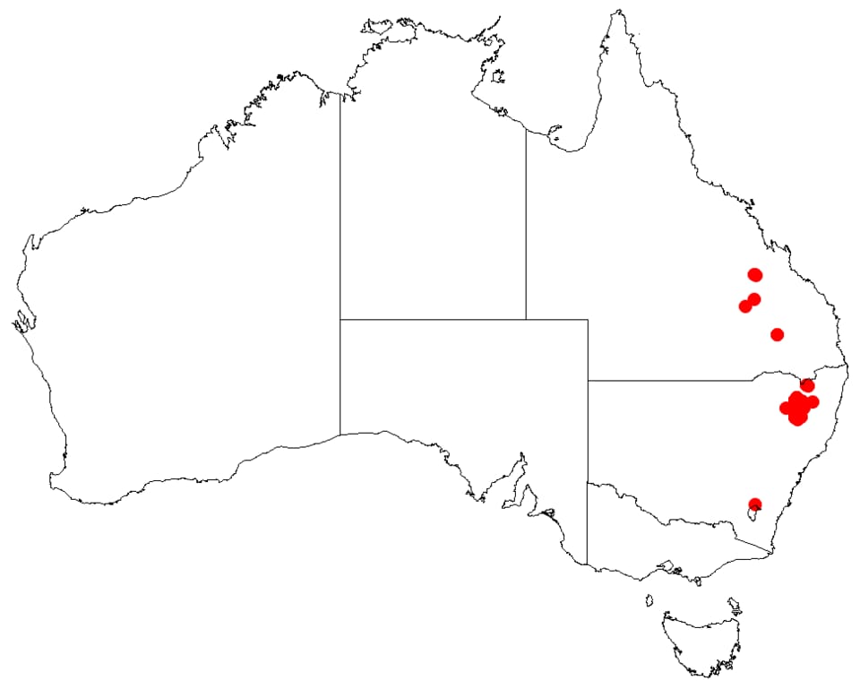 Persoonia fastigiata — photo