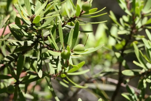 Persoonia gunnii (Mountain geebung) — photo