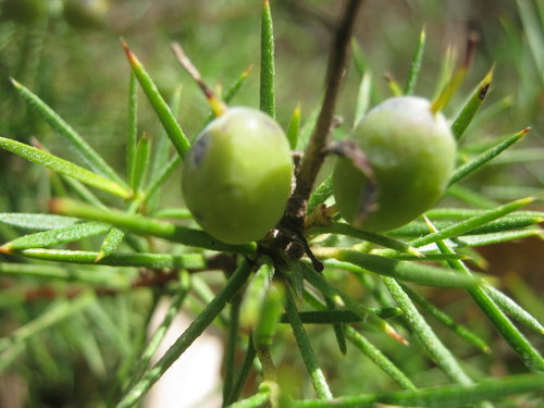 Persoonia juniperina (Prickly Geebung) — photo
