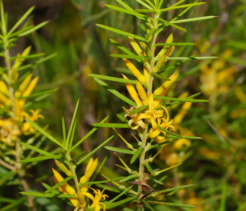 Persoonia juniperina (Prickly Geebung) — photo