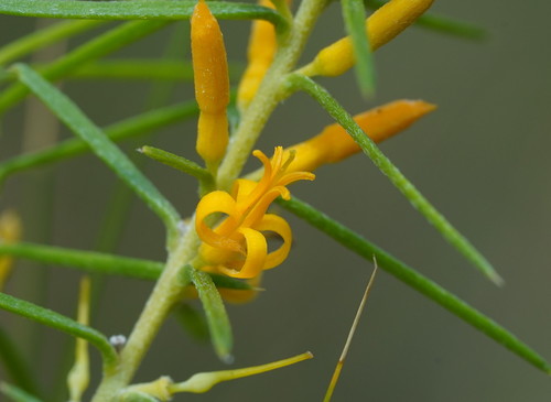 Persoonia juniperina