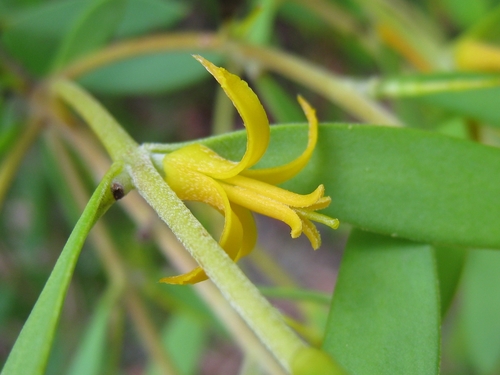 Persoonia lanceolata (Lance Leaf Geebung) — photo