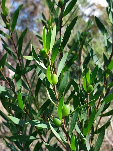 Persoonia lanceolata (Lance Leaf Geebung) — photo