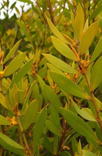 Persoonia lanceolata