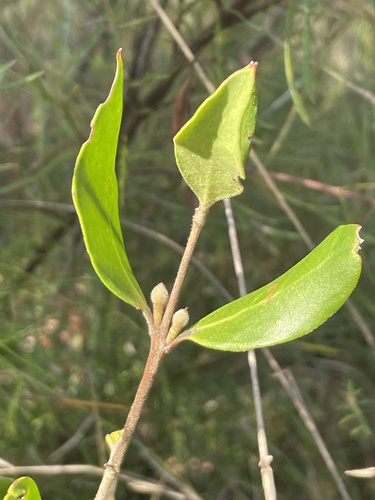 Persoonia laurina (Laurel Geebung) — photo