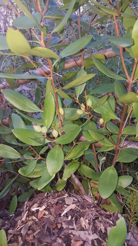 Persoonia laurina (Laurel Geebung) — photo