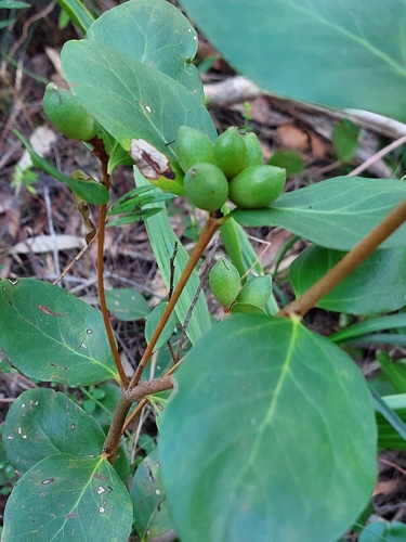 Persoonia laurina