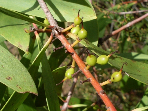 Persoonia levis (Broad-leaved Geebung) — photo