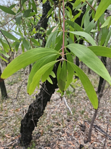 Persoonia levis (Broad-leaved Geebung) — photo