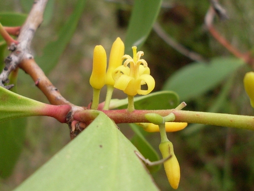 Persoonia levis