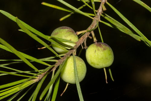 Persoonia linearis (Narrow Leaf Geebung) — photo