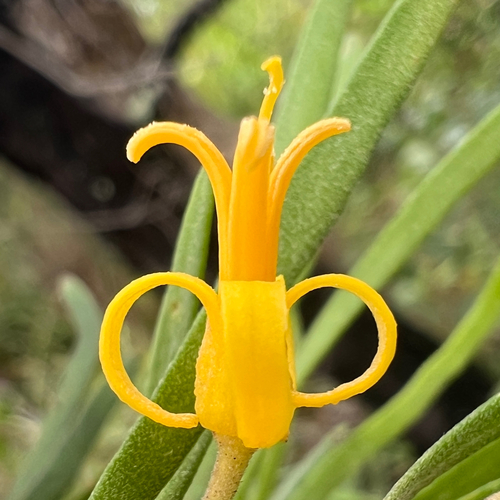 Persoonia linearis (Narrow Leaf Geebung) — photo